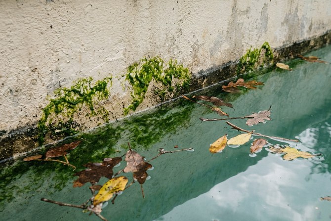 Close-up of green algae starting to form on the wall of a residential pool